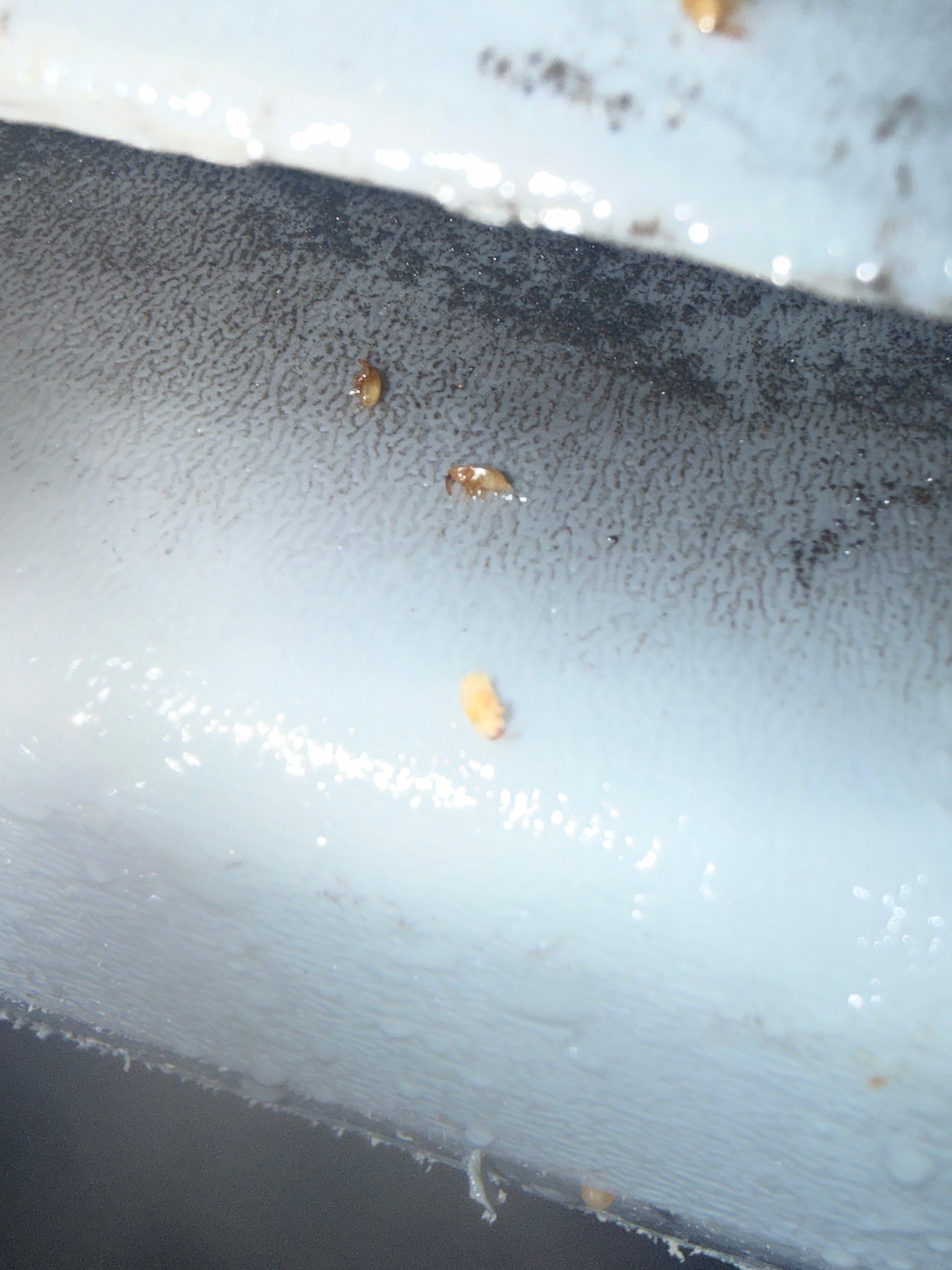 Booklouse