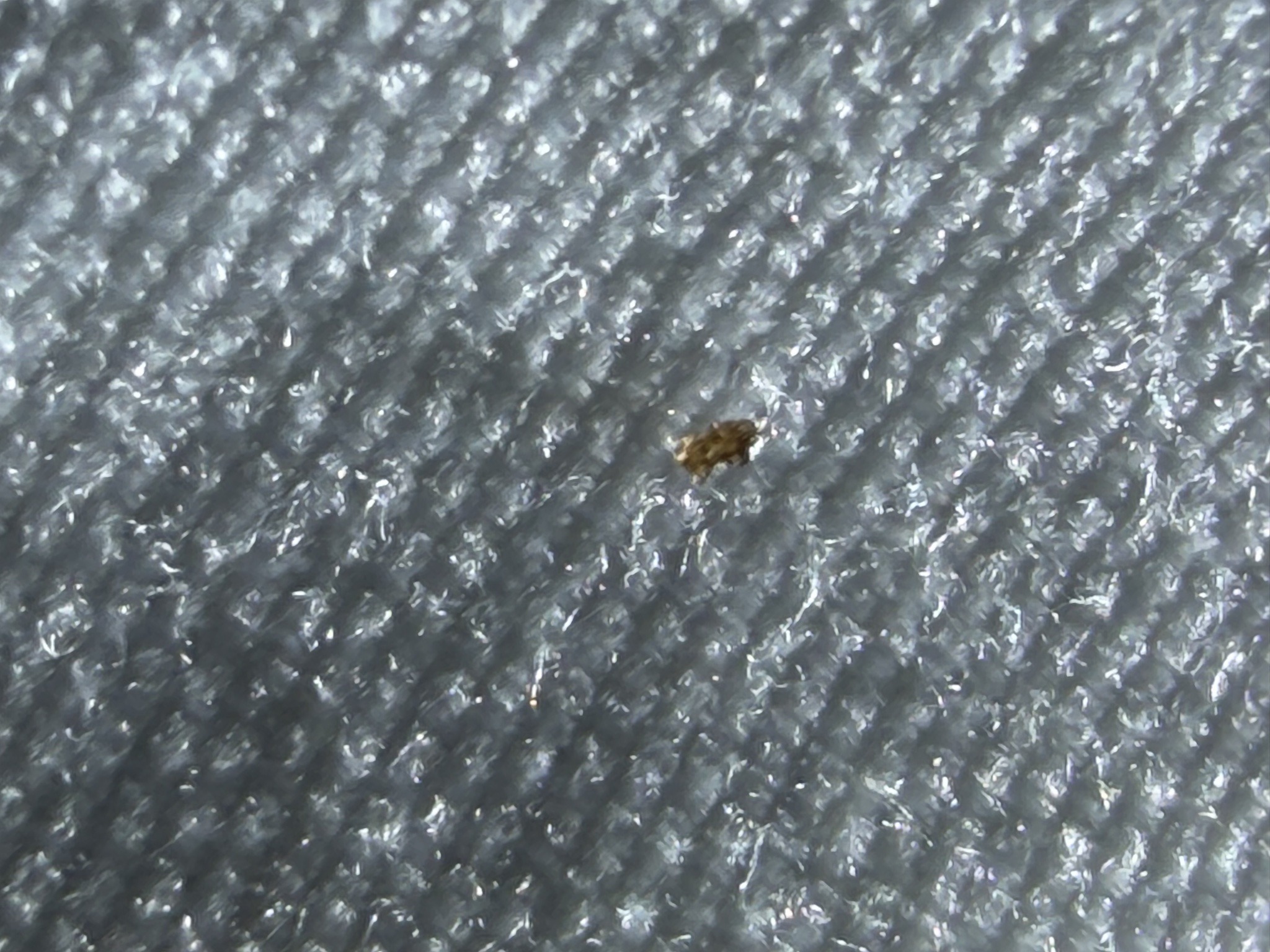 Booklouse