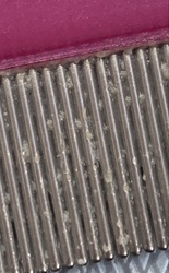 Booklouse (likely)
