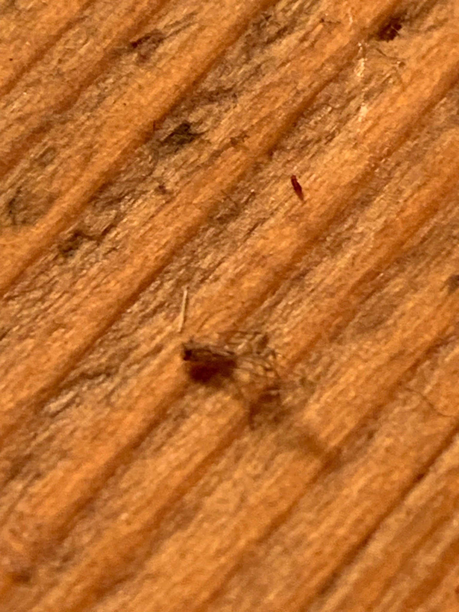 Booklouse (psocid)