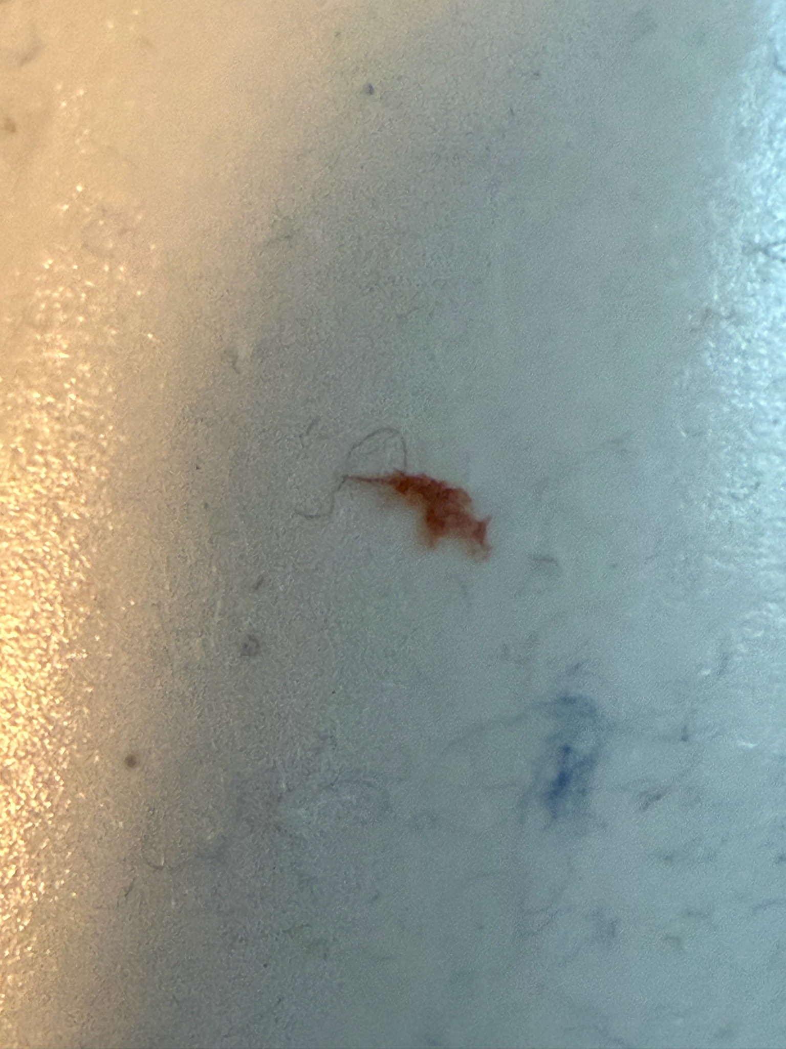 Booklouse (psocid), likely a barklouse