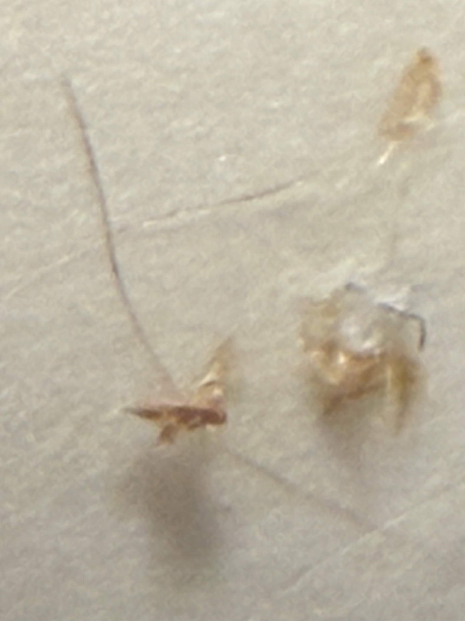 Booklouse (psocid), likely a winged form