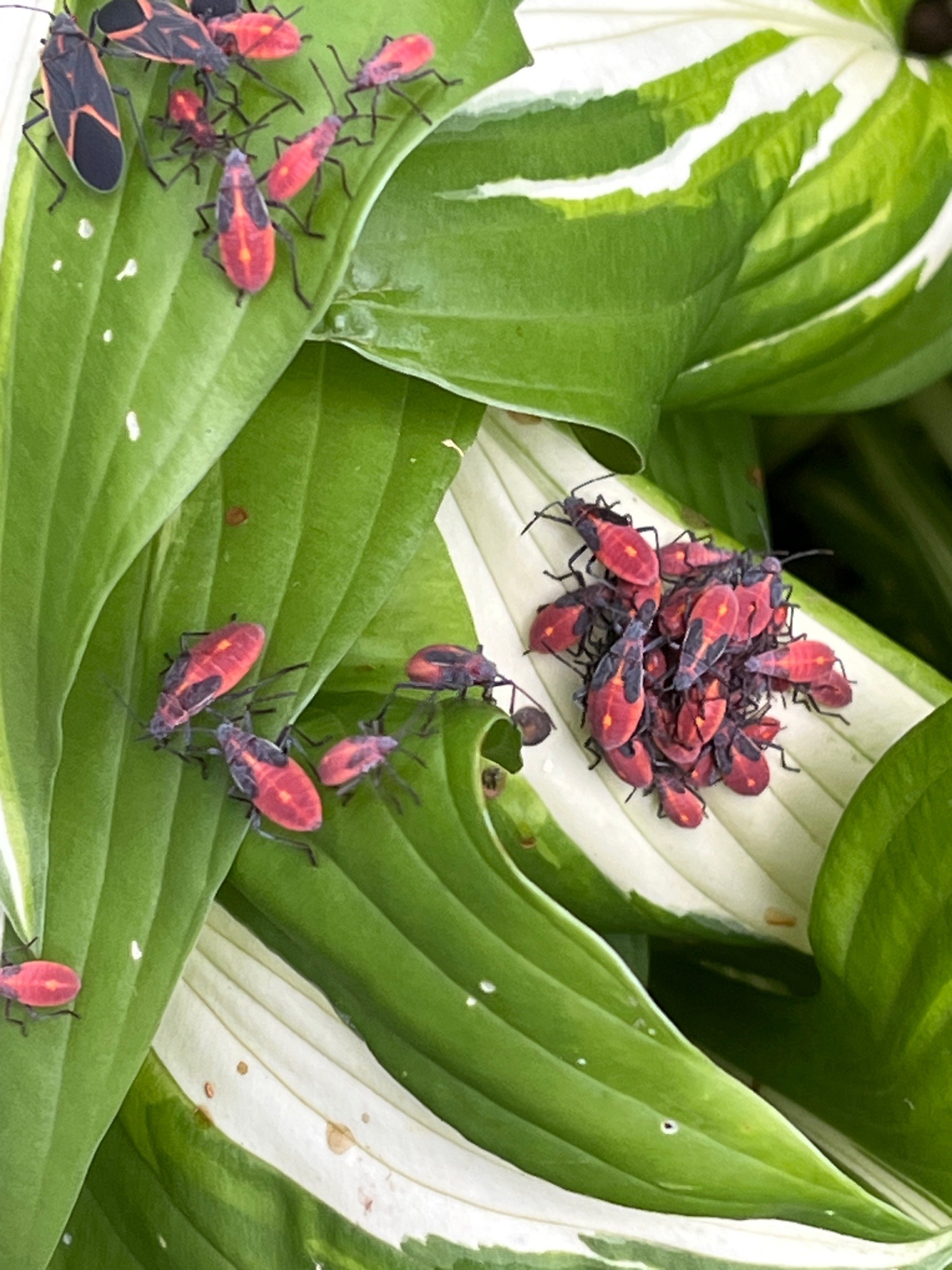 Boxelder Bug