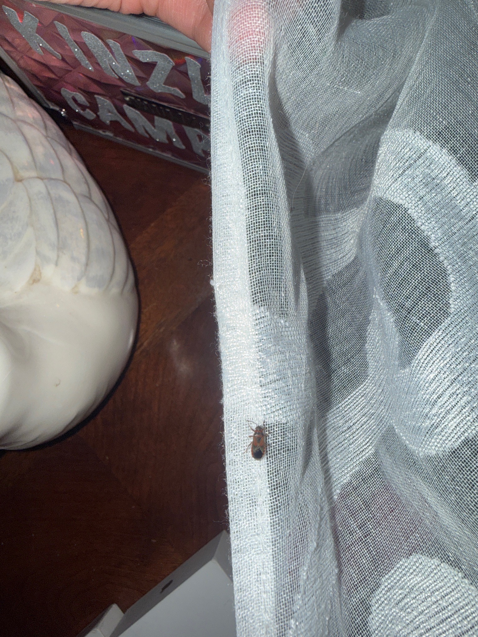 Boxelder Bug