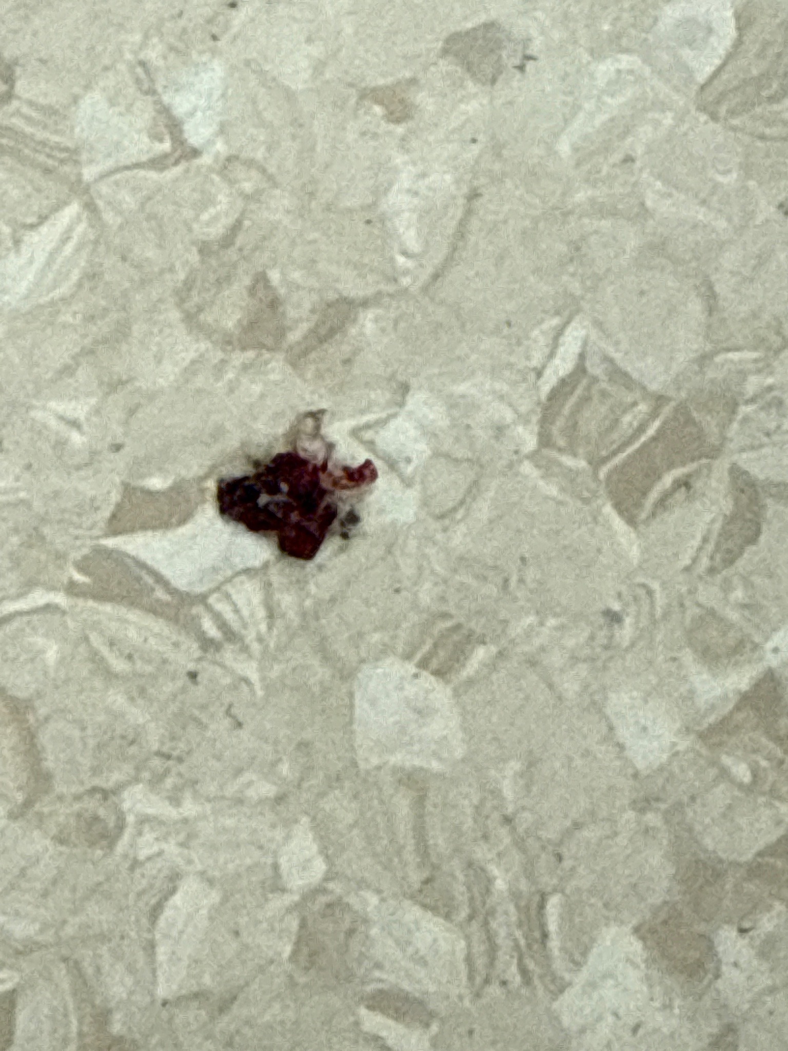 Broad mite (probable)