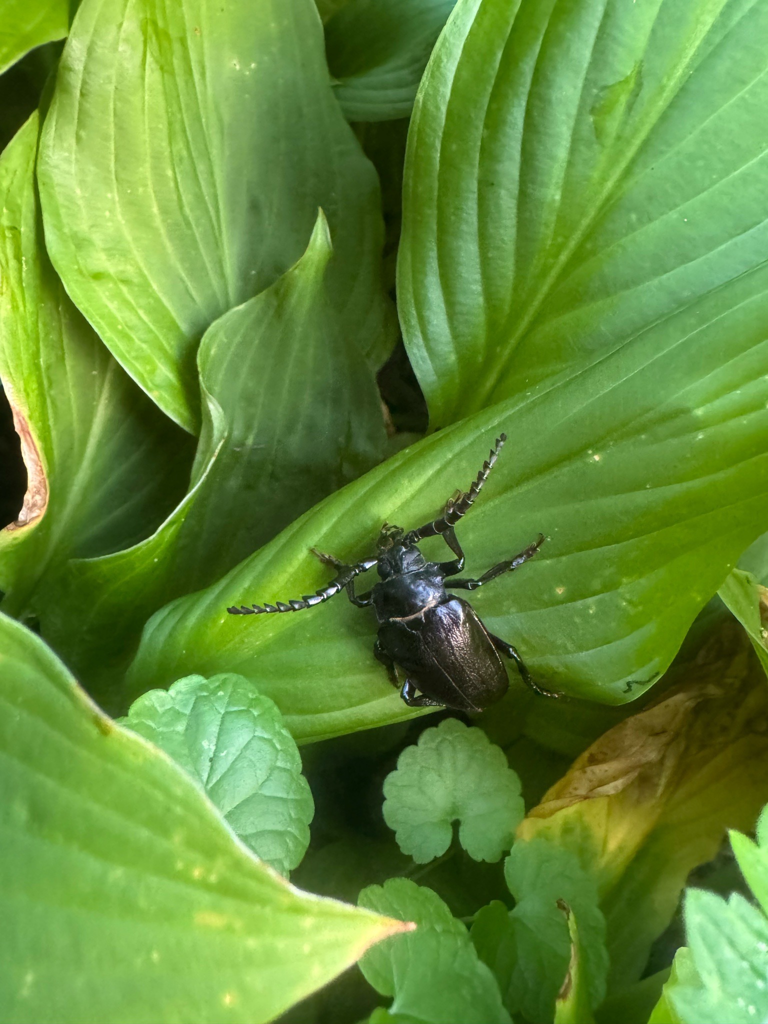 Broad-necked Root Borer