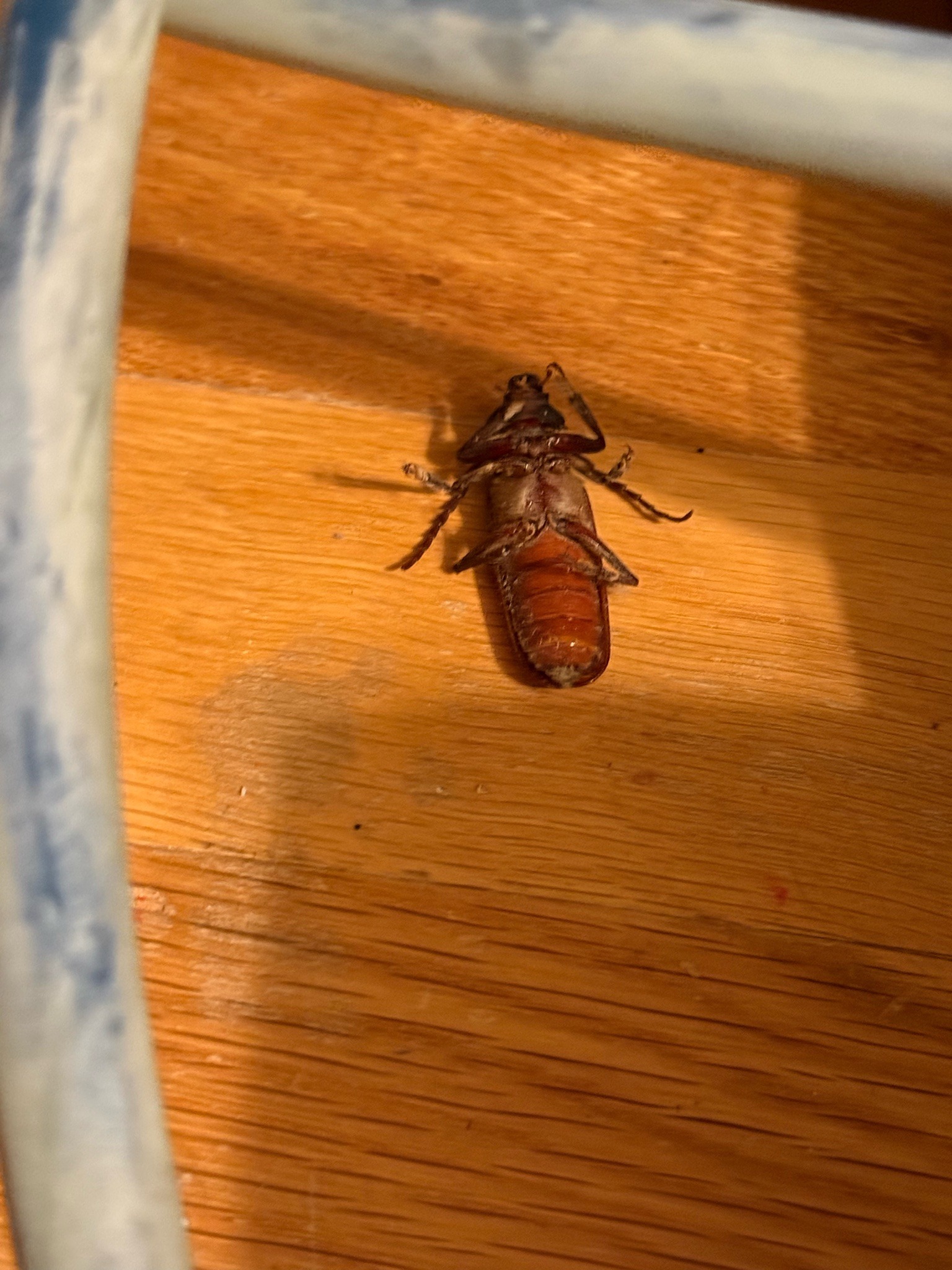 Broad-necked Root Borer