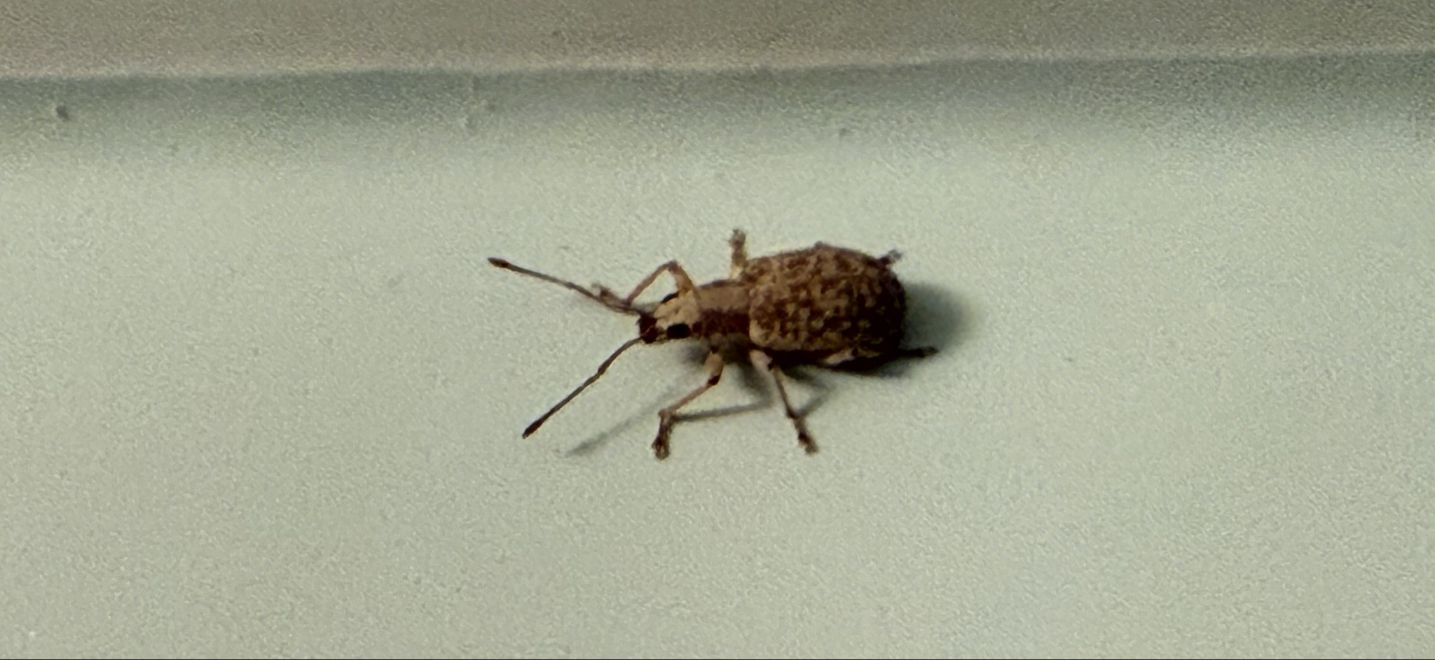 Broad-nosed weevil