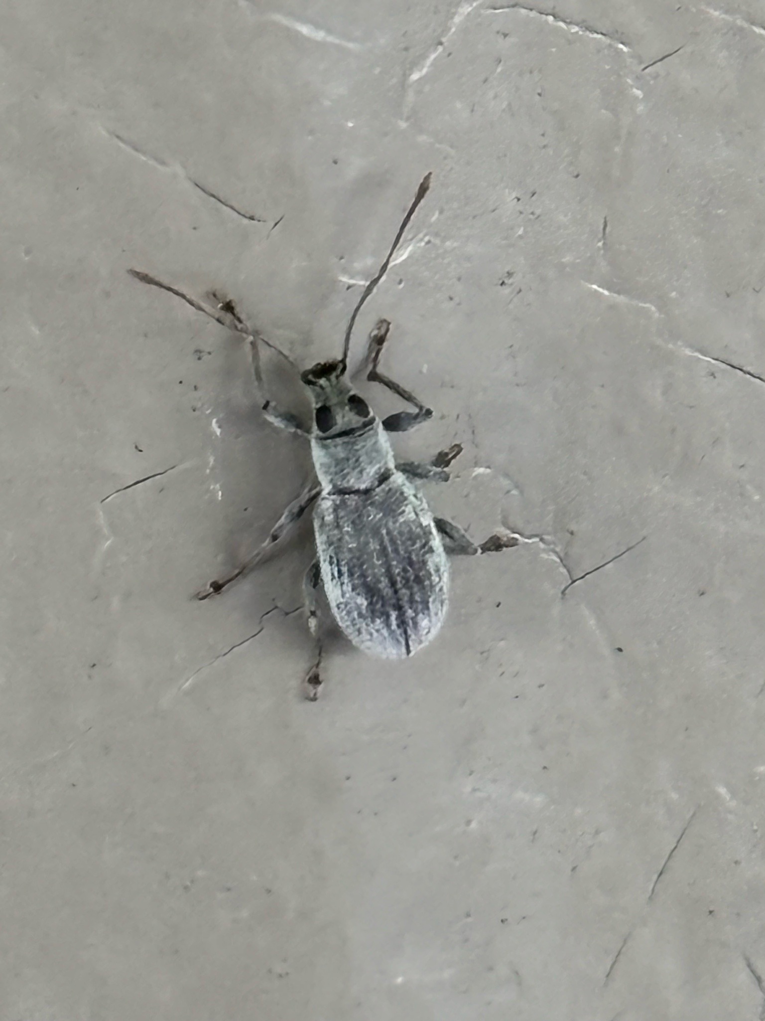 Broad-nosed weevil