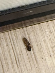 Brown-banded Cockroach