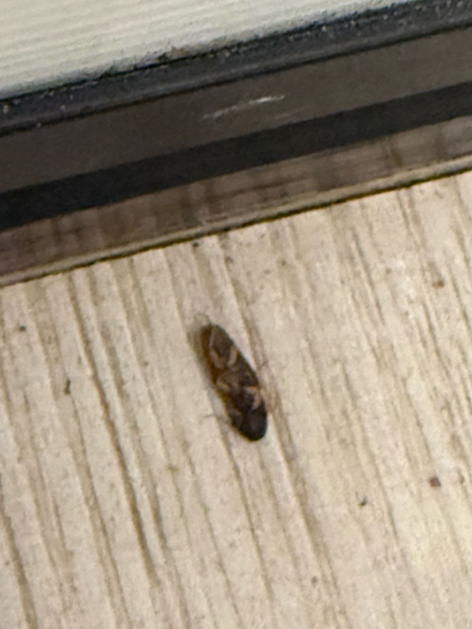 Brown-banded Cockroach