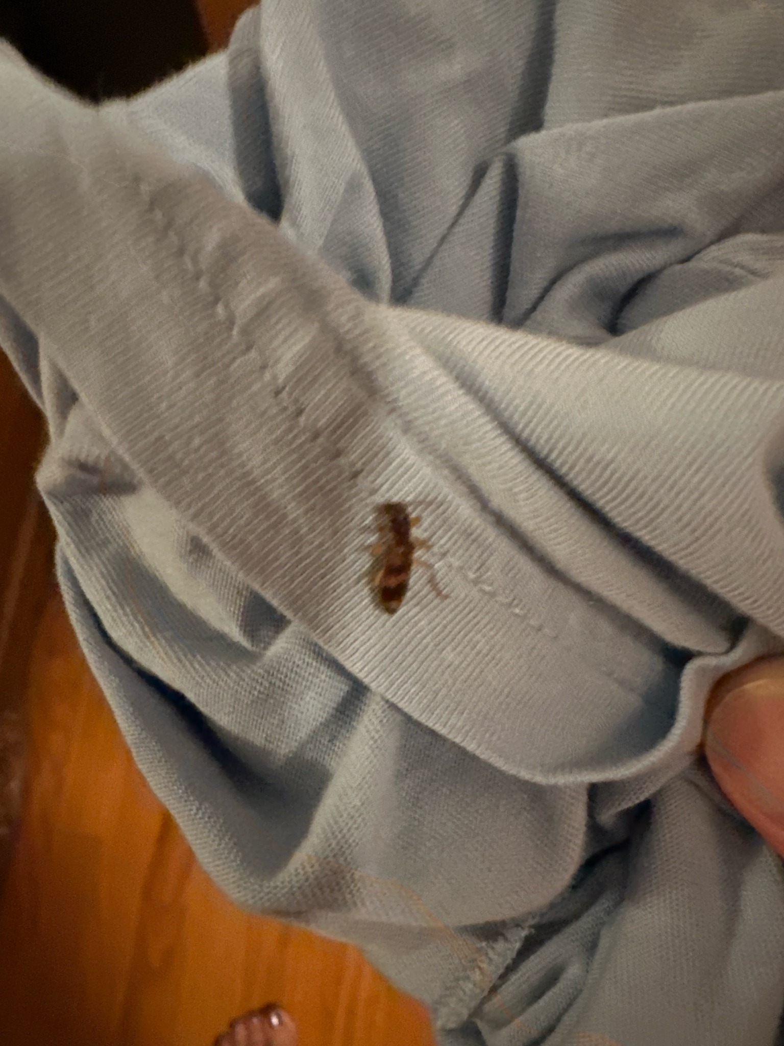 Brown-banded cockroach (likely)