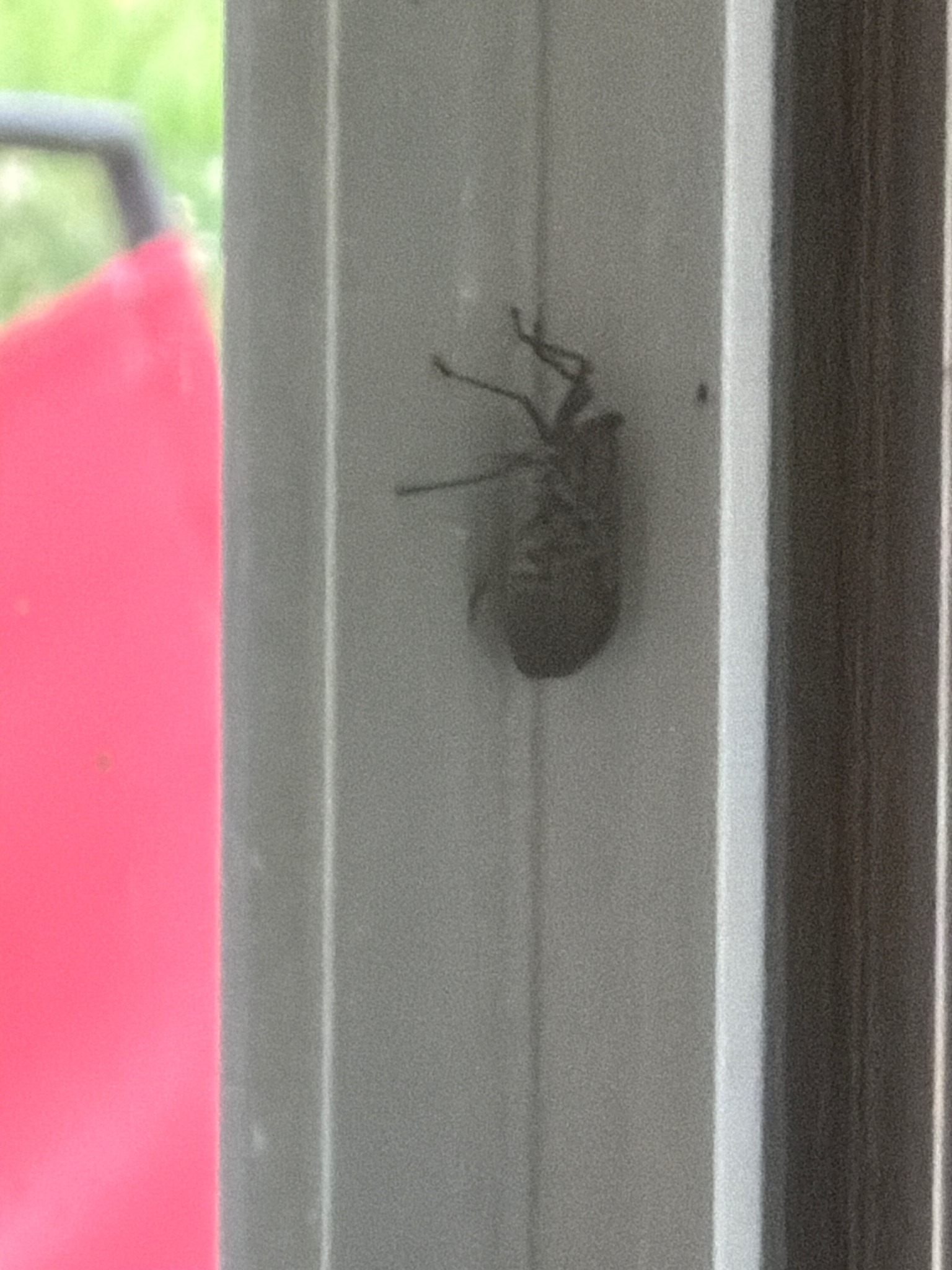 Brown Marmorated Stink Bug