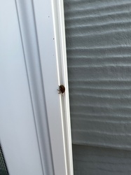Brown Marmorated Stink Bug