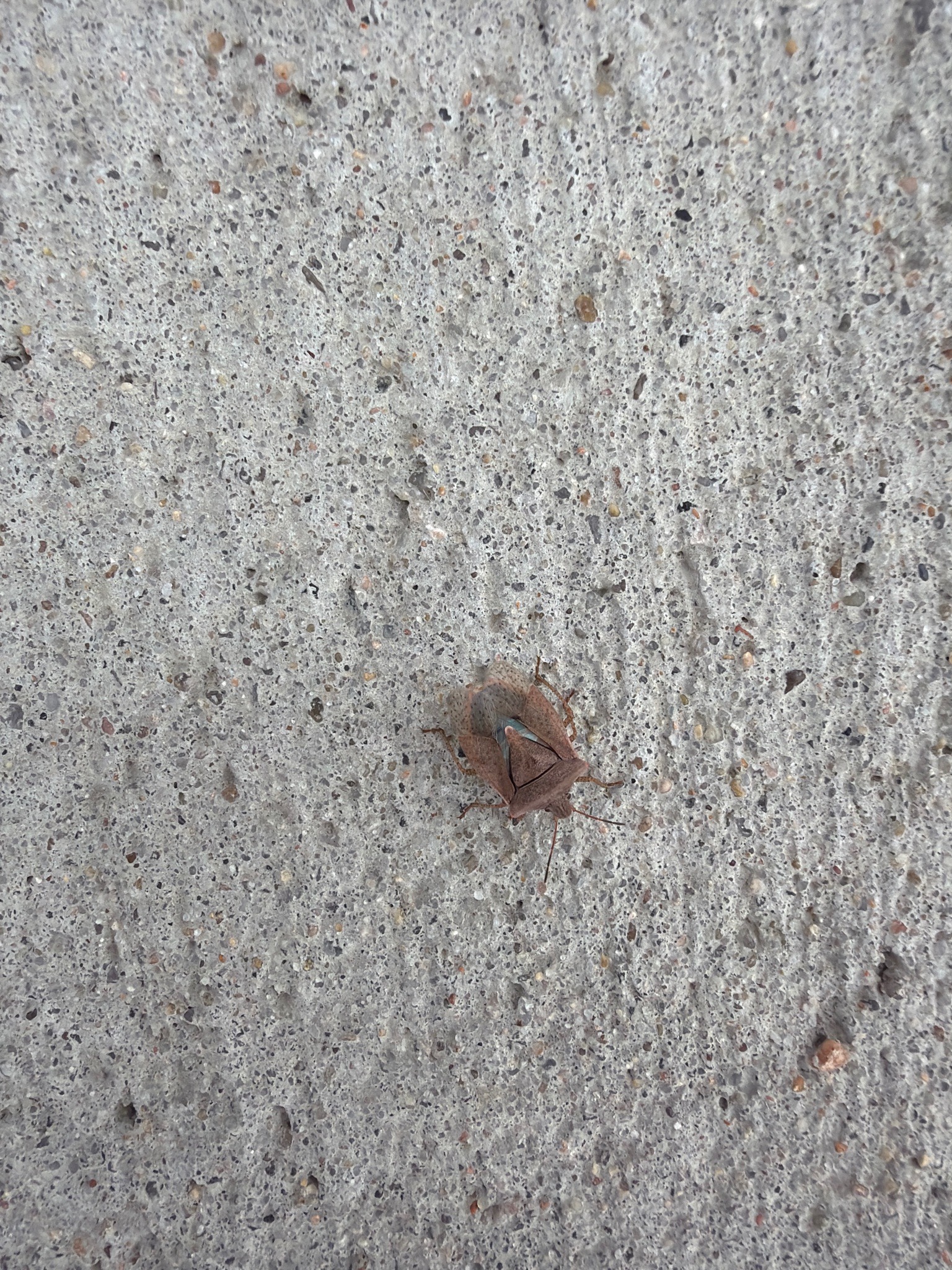 Brown marmorated stink bug