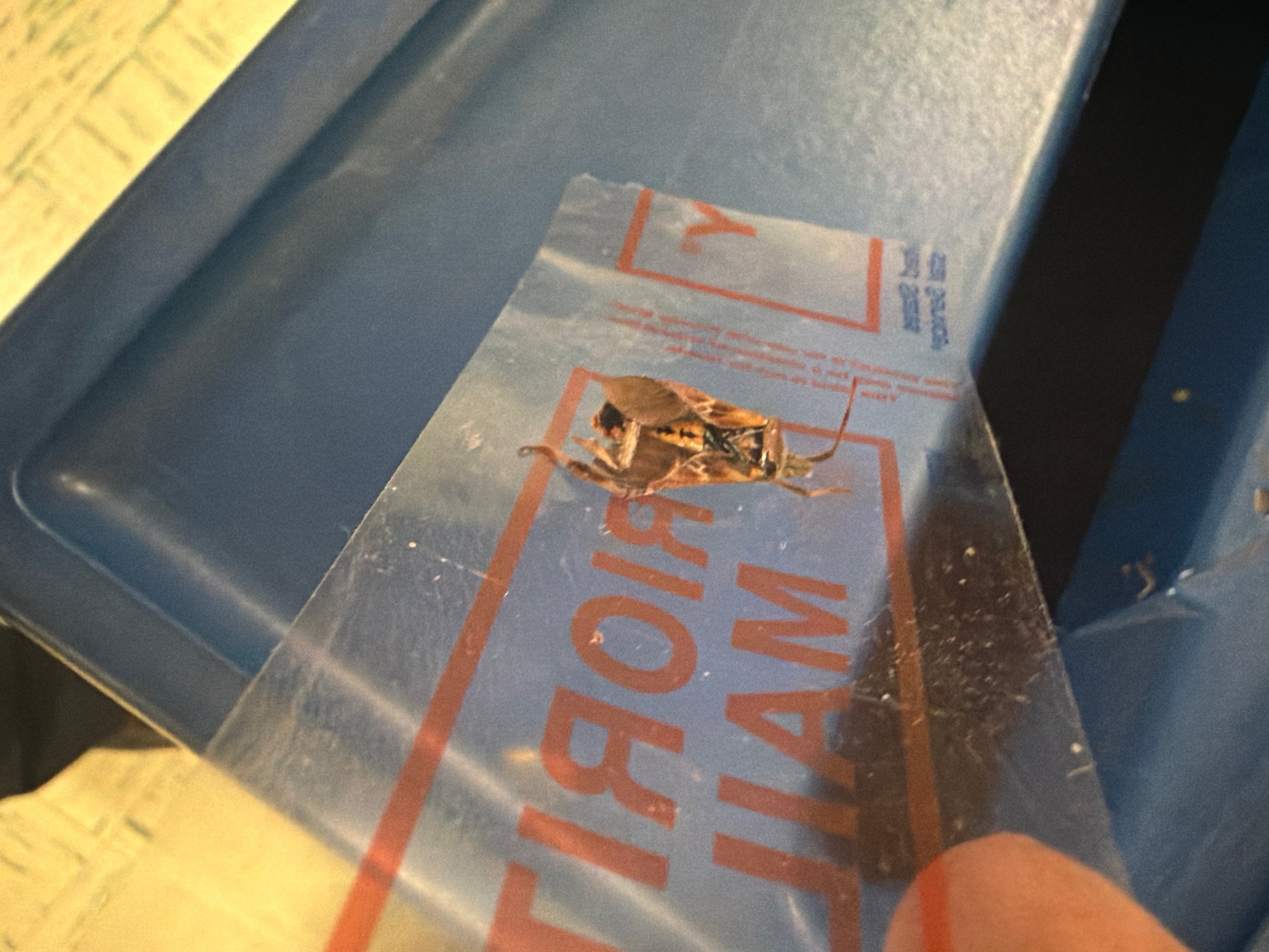 Brown Marmorated Stink Bug