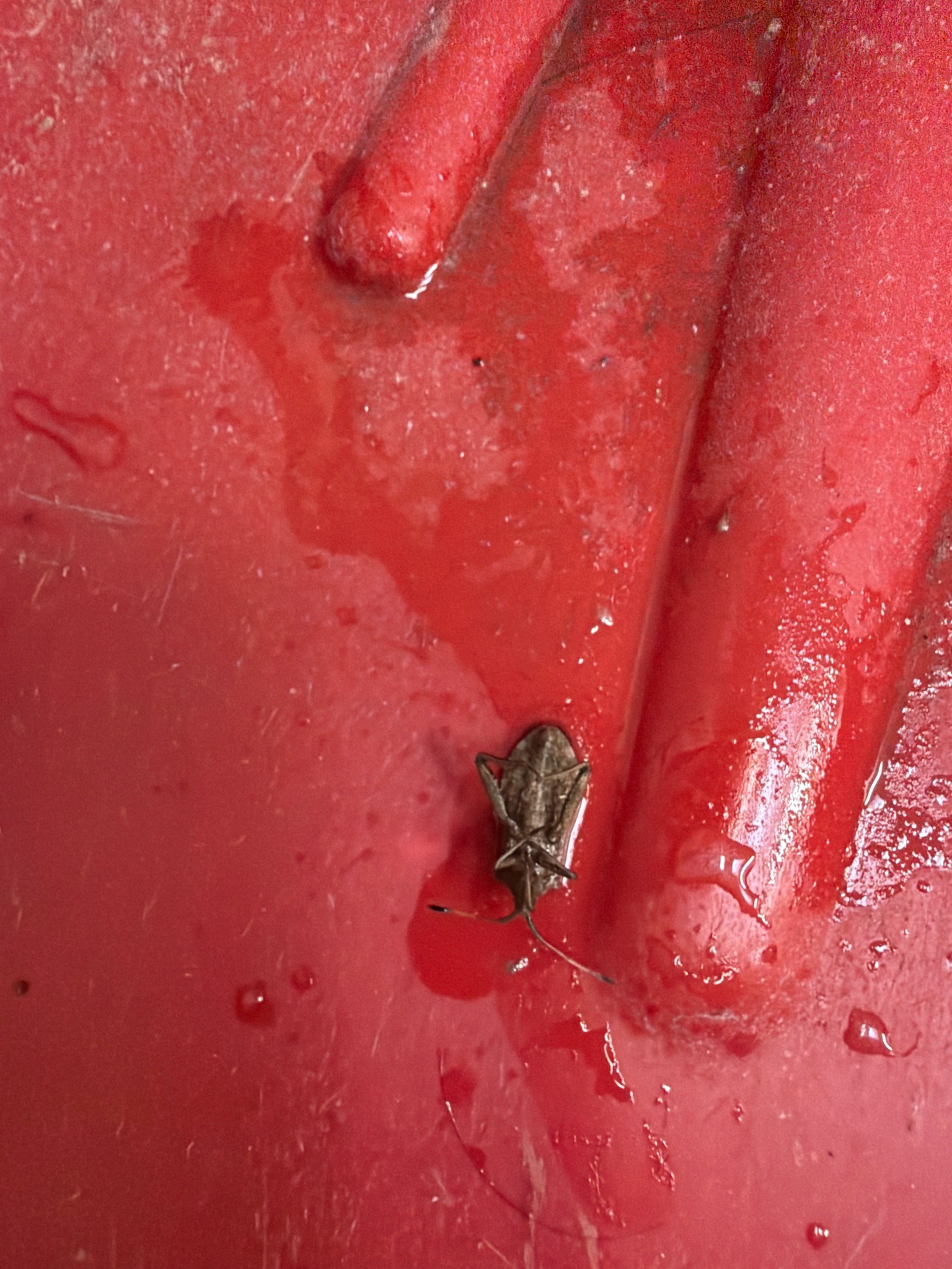 Brown Marmorated Stink Bug