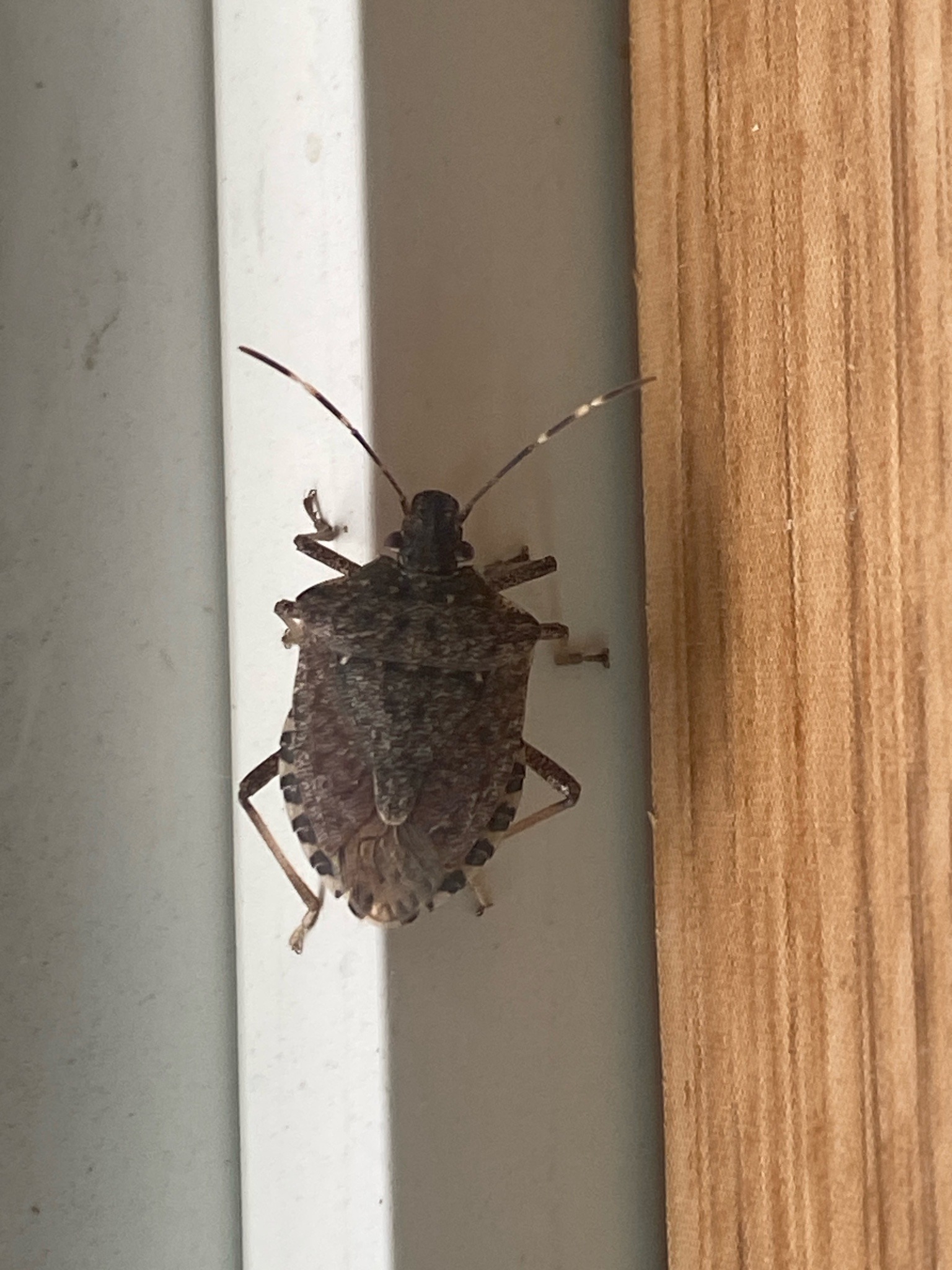 Brown marmorated stink bug