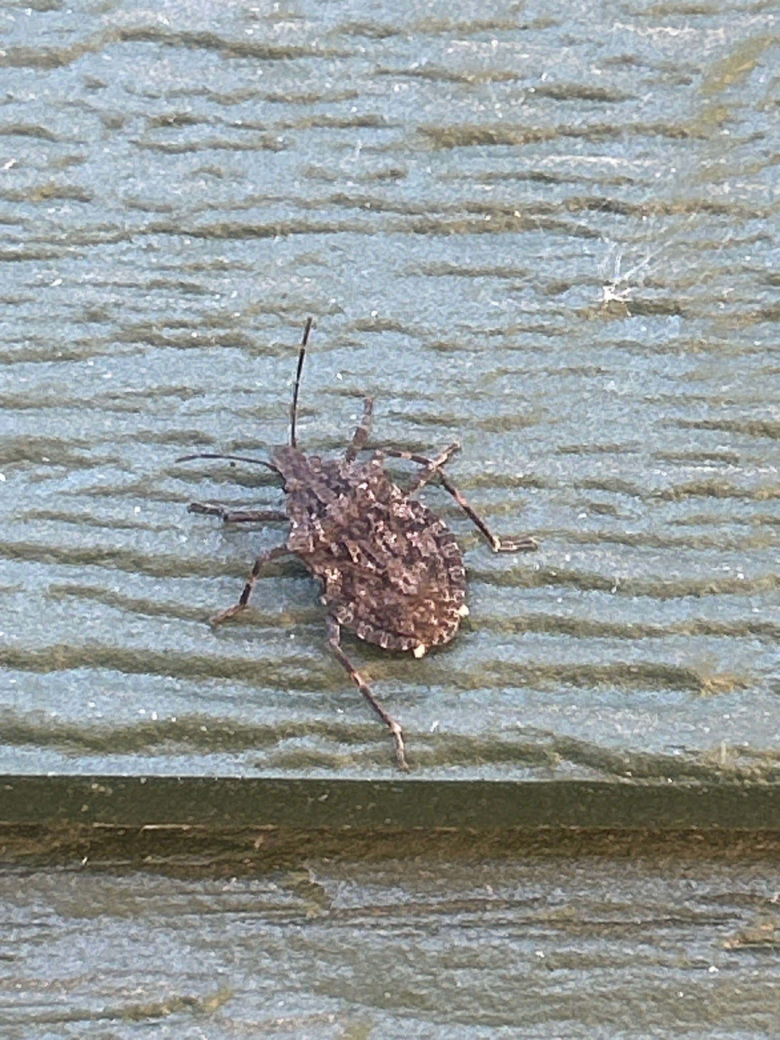 Brown marmorated stink bug (likely)