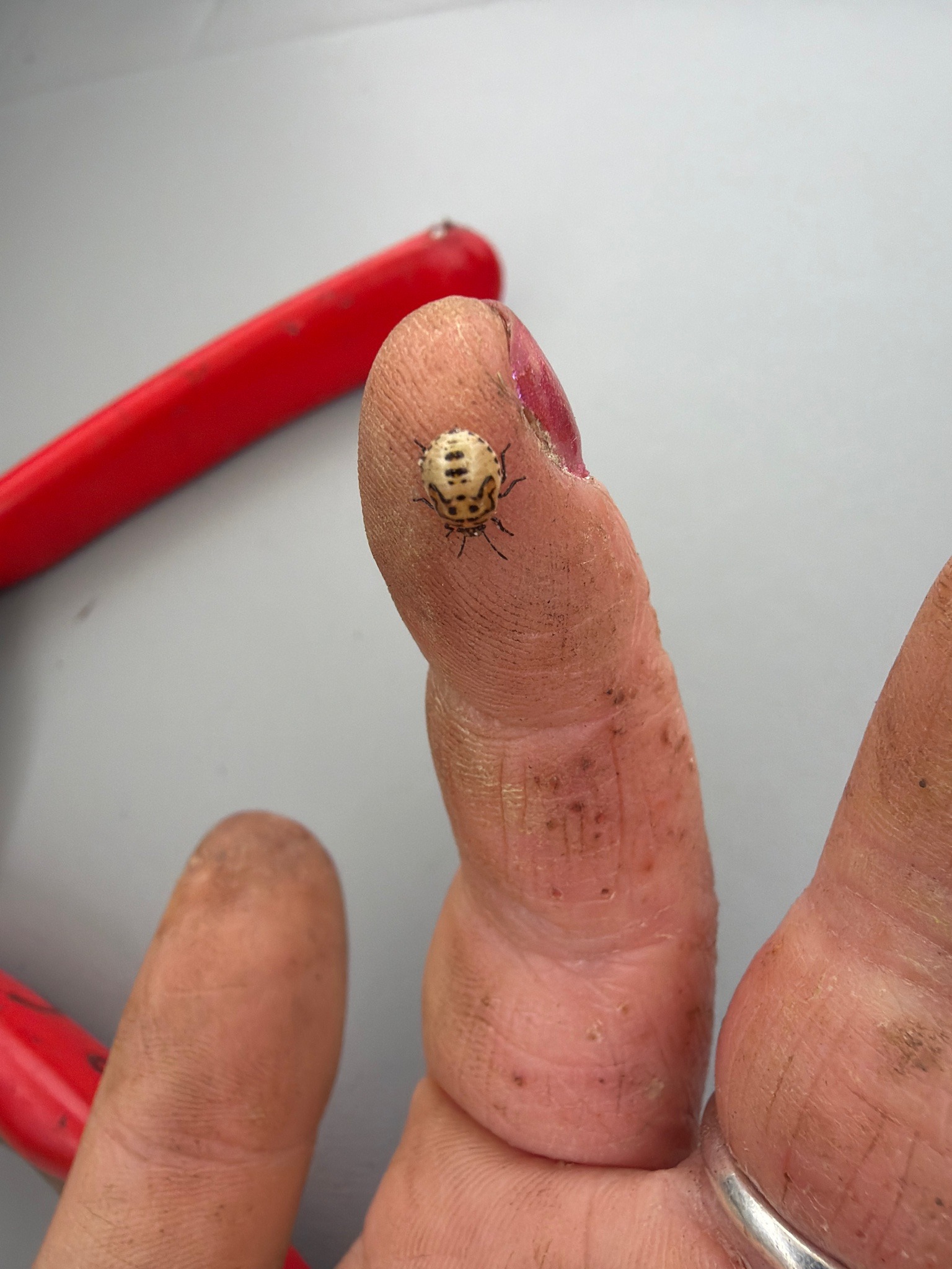 Brown Marmorated Stink Bug (Nymph)