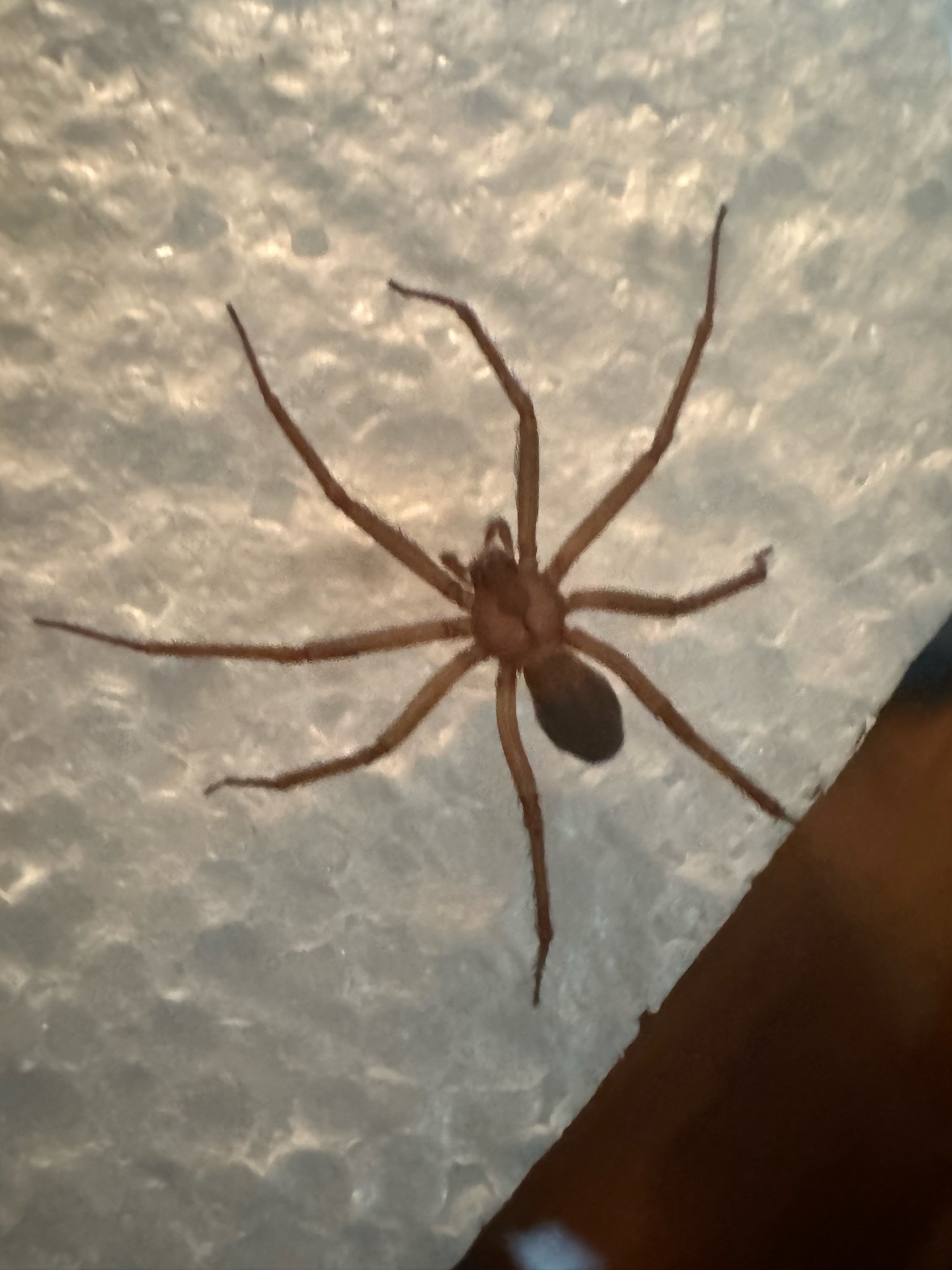 Brown recluse spider (likely)
