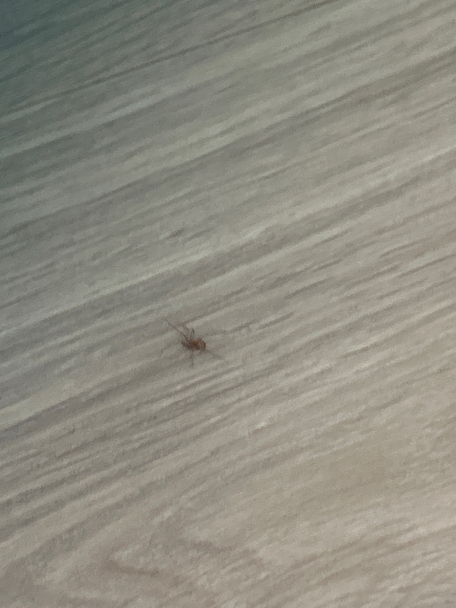 Brown Spider (likely a small House Spider or Cellar Spider)