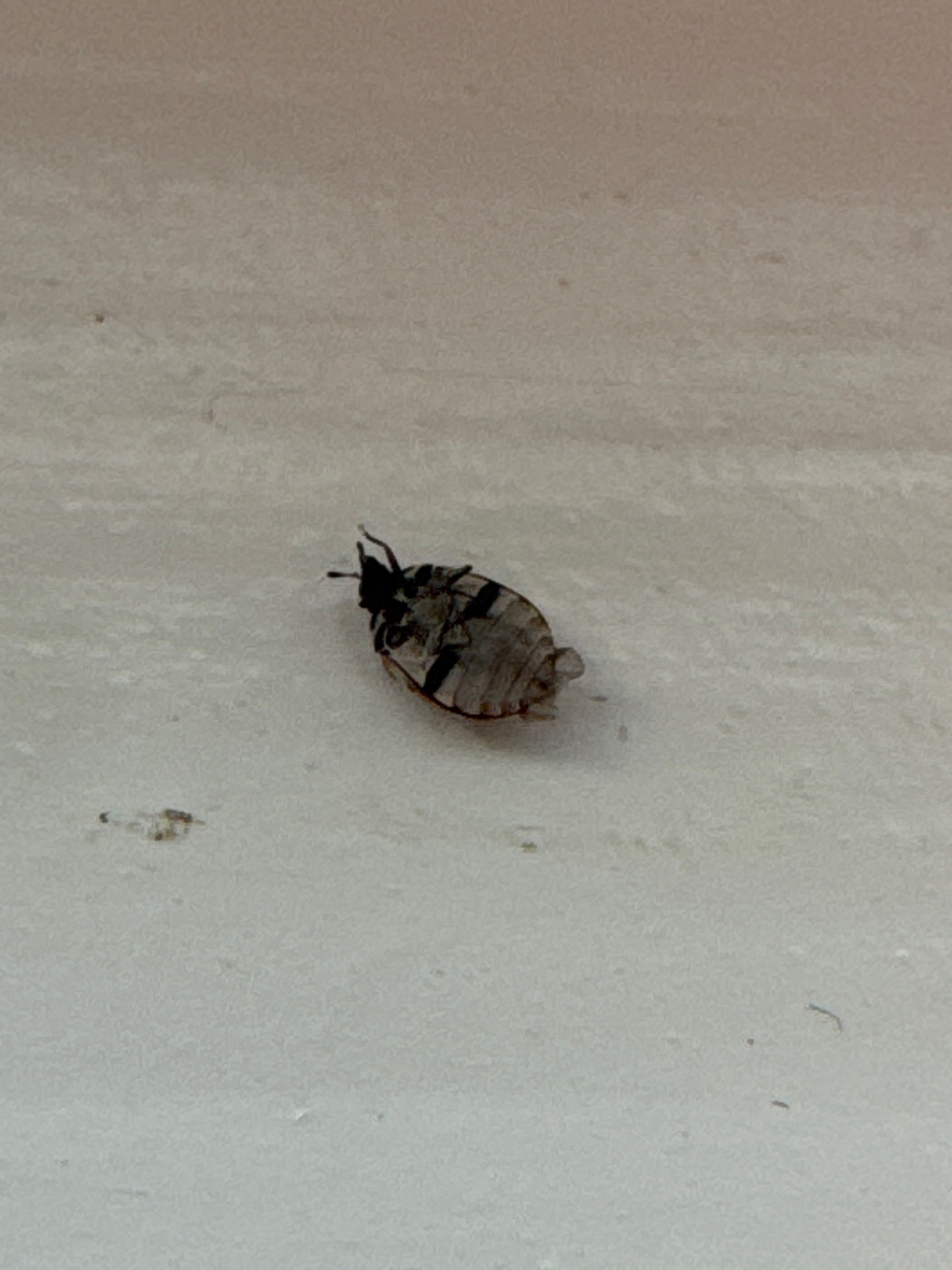 Bed Bug