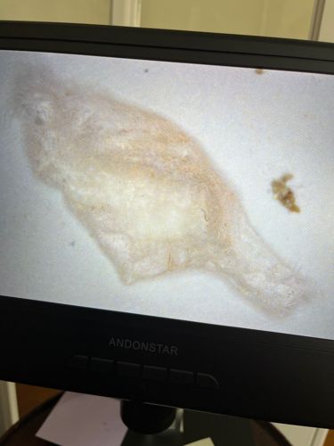 Case-bearing Clothes Moth Larva