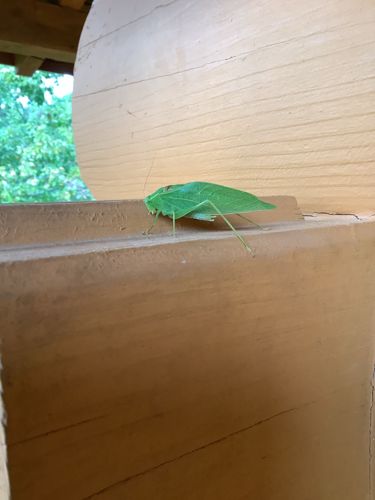Katydid