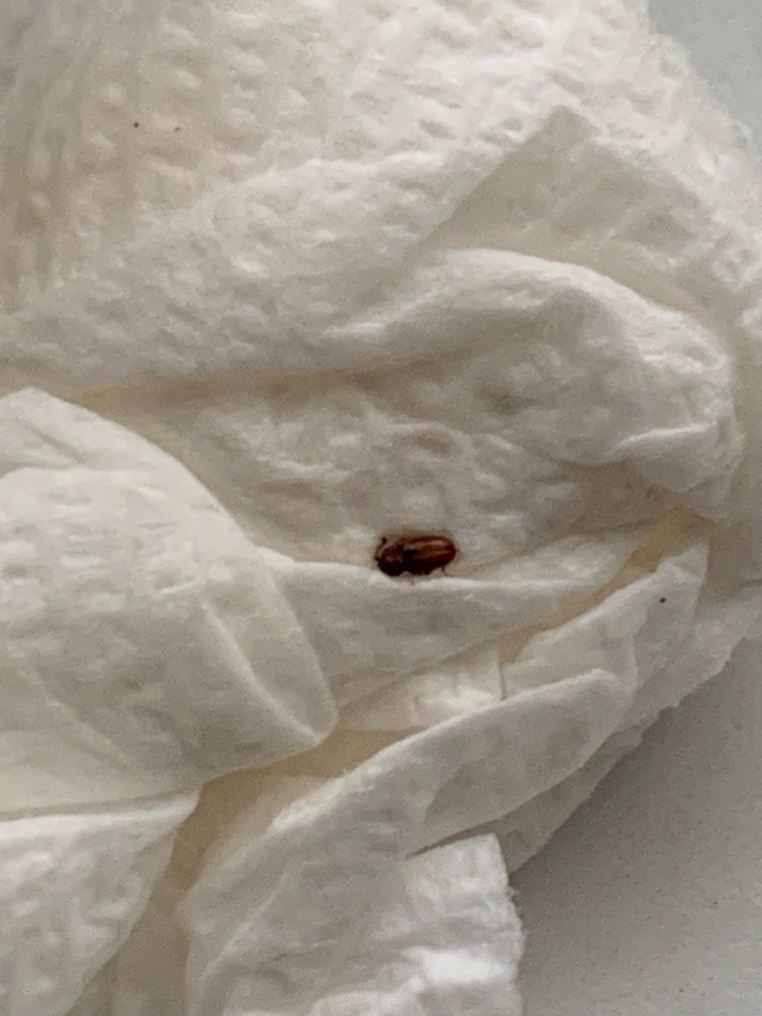 Drugstore Beetle (or Bread Beetle)