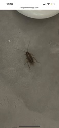German Cockroach