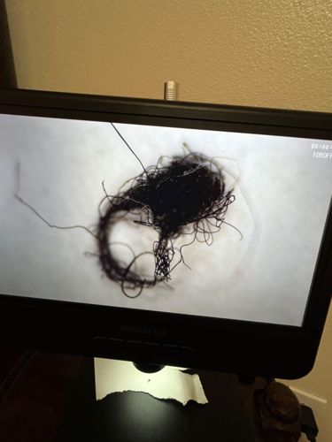 Case-making Clothes Moth