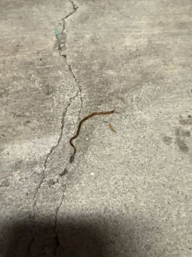 Soil Centipede