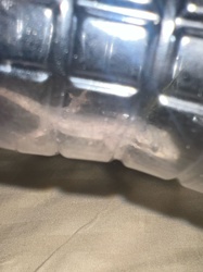 Lizard (likely a gecko based on appearance)