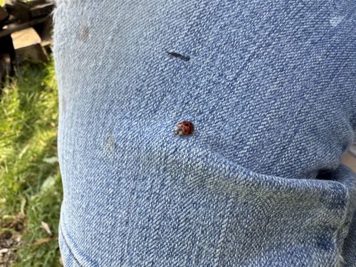 Ladybug (or Ladybird beetle)