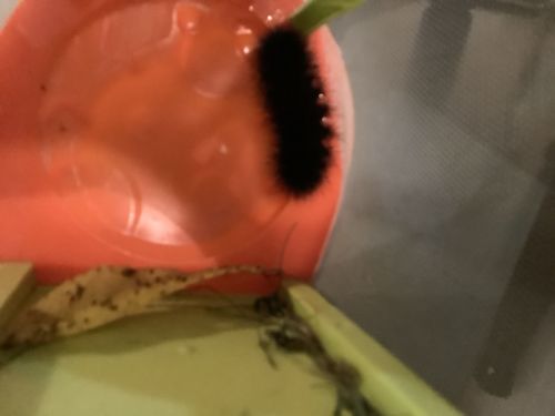 Woolly Bear Caterpillar (likely from the Isabella Tiger Moth)