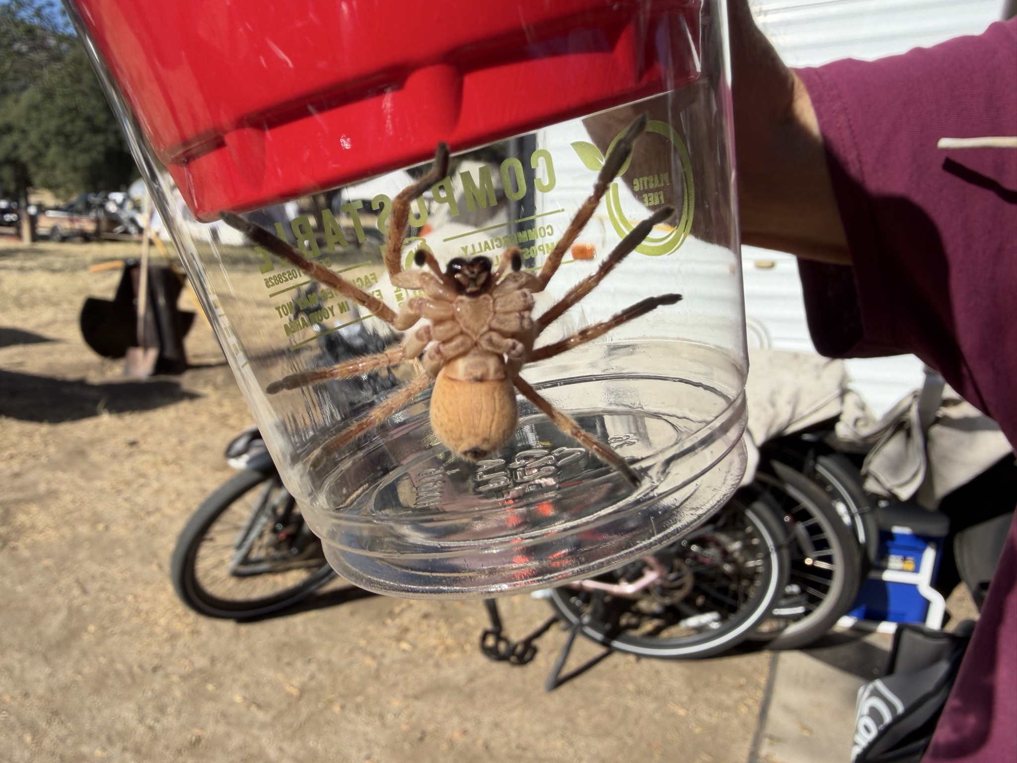 Huntsman Spider
