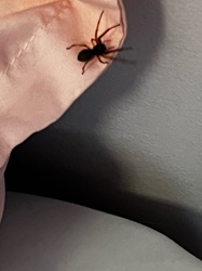 Broad-faced Sac Spider