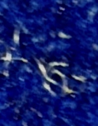 Water strider