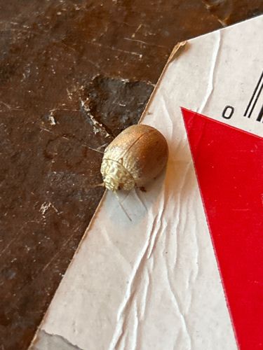 Carpet beetle (likely a varied carpet beetle or furniture carpet beetle)