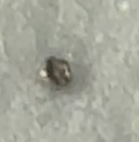 Plaster Bagworm (or Household Casebearer)