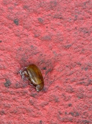 Hydrophilidae (Water Scavenger Beetle)