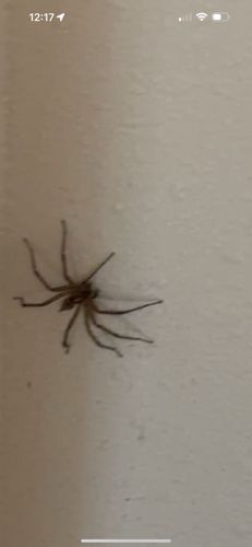 Brown Recluse Spider
