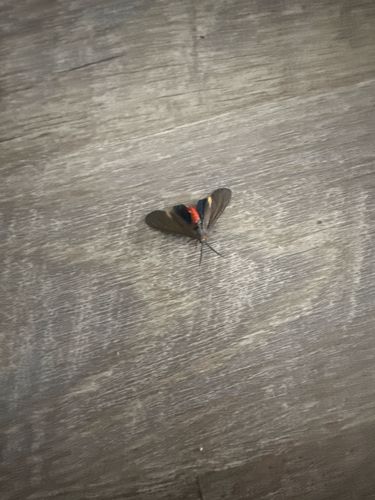 Grapeleaf Skeletonizer Moth