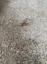 Camel Cricket, Cave Cricket, Spider Cricket