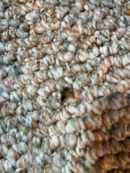 Carpet beetle (larva)