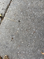 Black Carpenter Ant