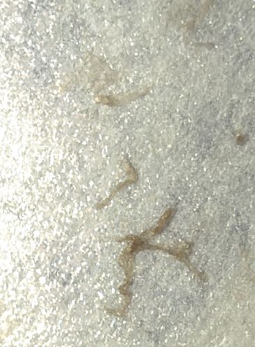 Morgellons Fiber (Artifact / Not an Insect)