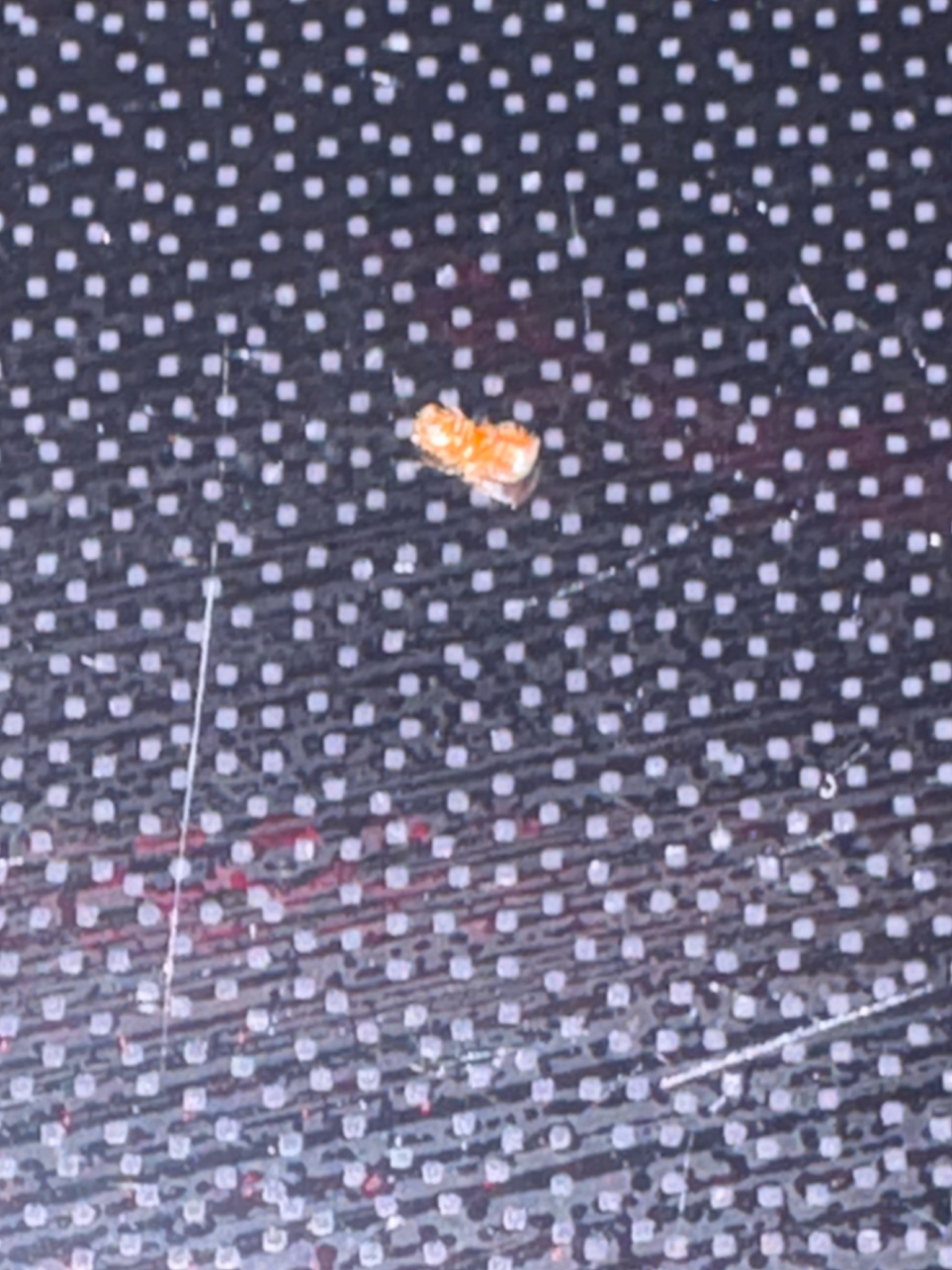 Bed Bug Nymph