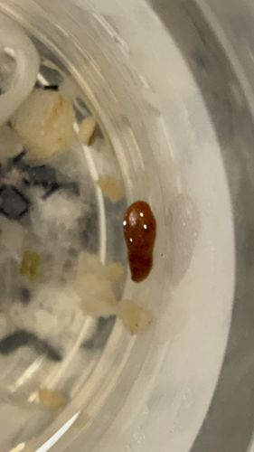 Bed Bug (Engorged Nymph)